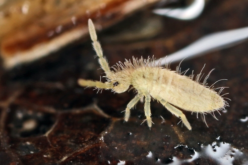 Entomobrya lanuginosa