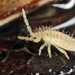 Entomobrya lanuginosa - Photo (c) Philippe  Garcelon, some rights reserved (CC BY)