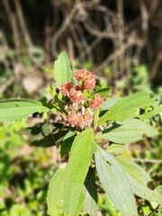 Melastomataceae