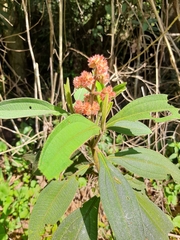 Melastomataceae
