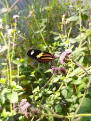 Nymphalidae