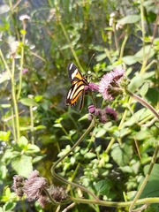 Nymphalidae