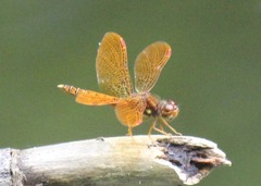 Perithemis tenera