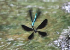 Calopteryx maculata