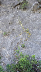 Austrolycopodium paniculatum