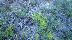 Austrolycopodium paniculatum