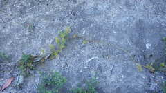 Austrolycopodium paniculatum