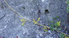 Austrolycopodium paniculatum