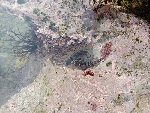 Lipophrys trigloides