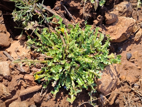 Hyoseris scabra, photograph 5