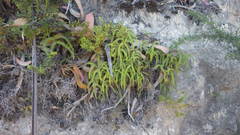 Sticherus squamulosus