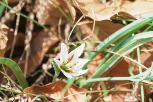Amana edulis, photograph 4