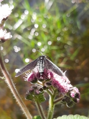 Lepidoptera