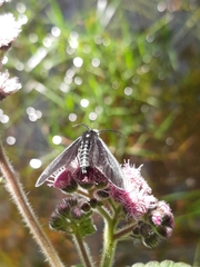 Lepidoptera
