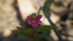 Viola rubella