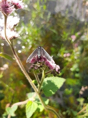 Lepidoptera