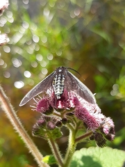 Lepidoptera