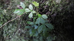 Weinmannia trichosperma