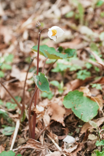 Snow Poppy (Eomecon chionantha)