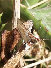 Azochis rufidiscalis