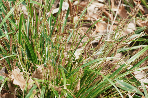Carex conica iNat (3)