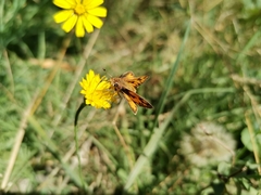 Hylephila fasciolata