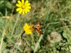 Hylephila fasciolata