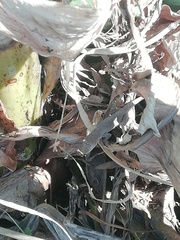 Anolis nebulosus