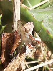 Azochis rufidiscalis