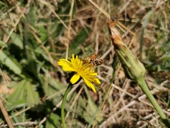 Hylephila fasciolata