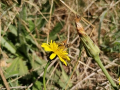 Hylephila fasciolata