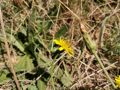 Hylephila fasciolata