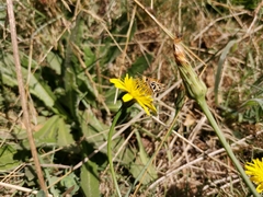 Hylephila fasciolata