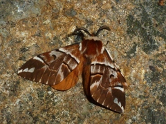 Endromis versicolora