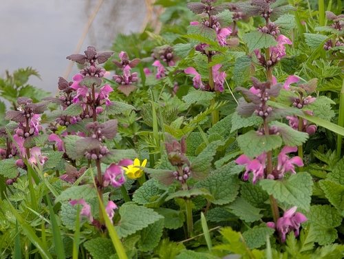 Lamium maculatum