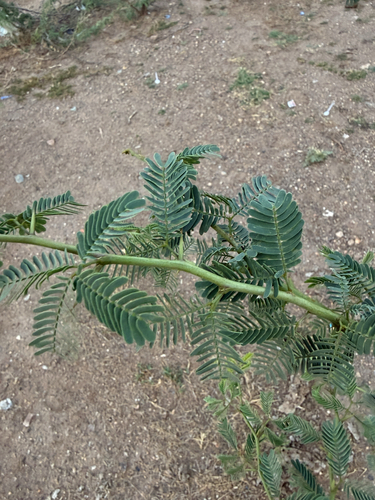 mesquite