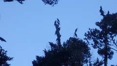 Enicognathus leptorhynchus