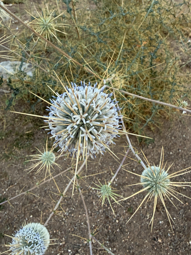 Indian Globe Thistle