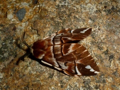 Endromis versicolora
