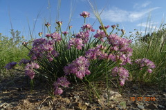Allium mongolicum