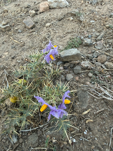 Surattense Nightshade