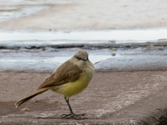 Machetornis rixosa