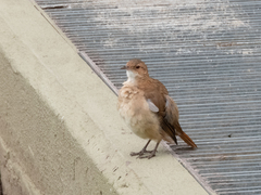 Furnarius rufus
