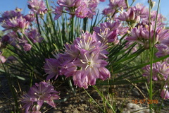 Allium mongolicum