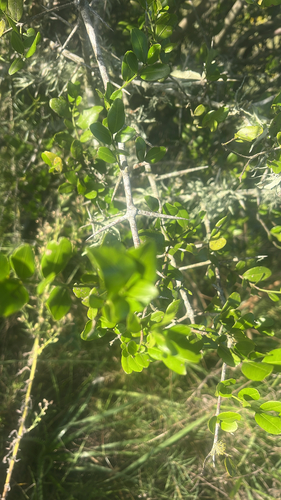 Scutia buxifolia