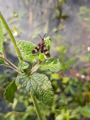 Arctiinae