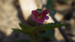 Viola rubella