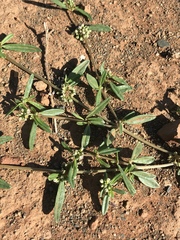 Gisekia pharnaceoides