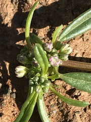 Gisekia pharnaceoides