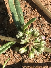 Gisekia pharnaceoides